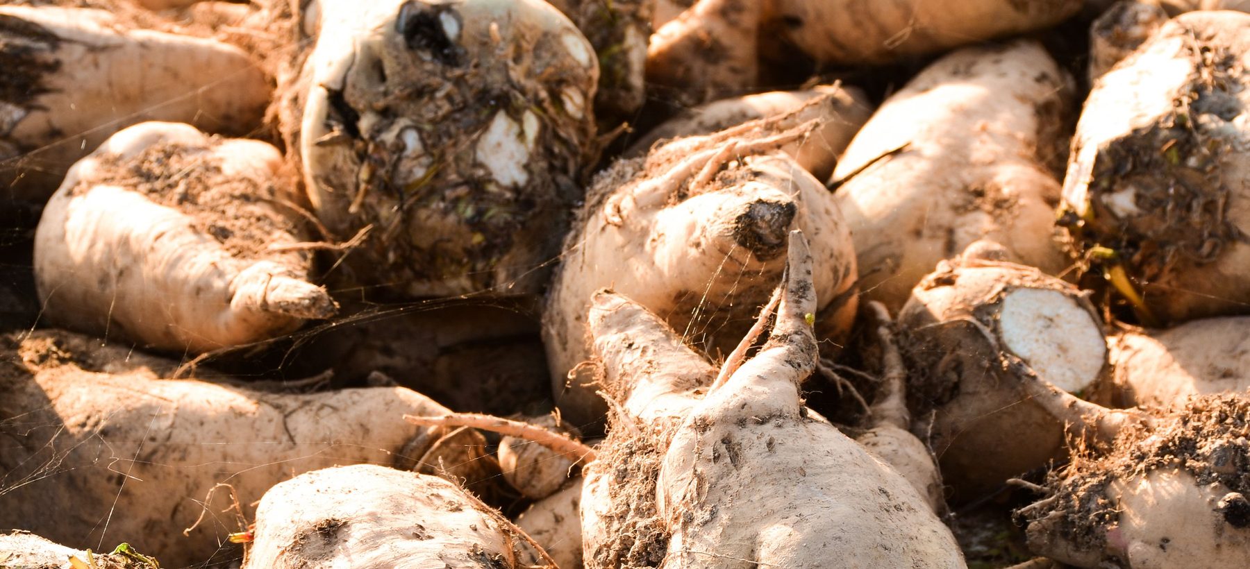 Freshly harvested sugar beet