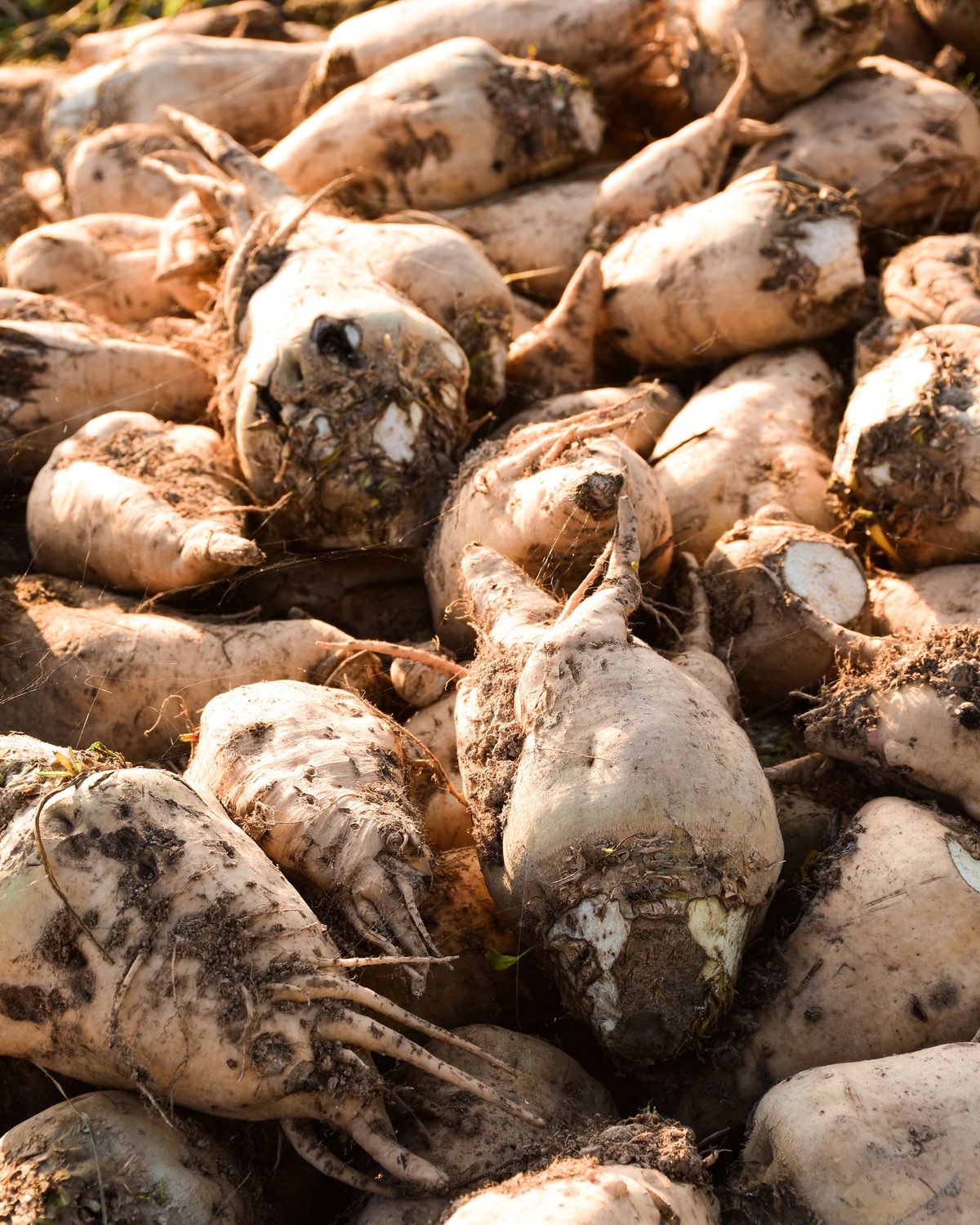 Freshly harvested sugar beet