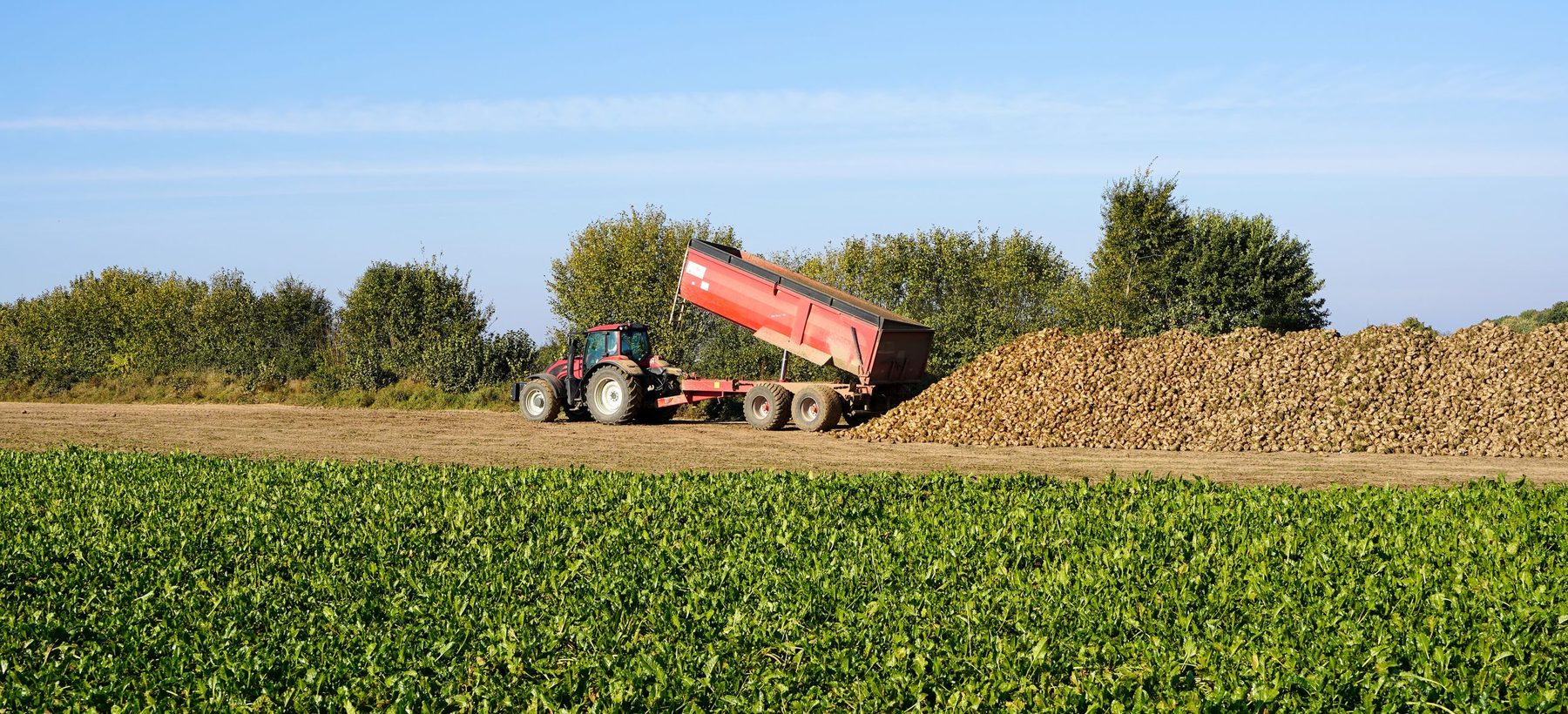 Harvested sugar beet at the edge of a field