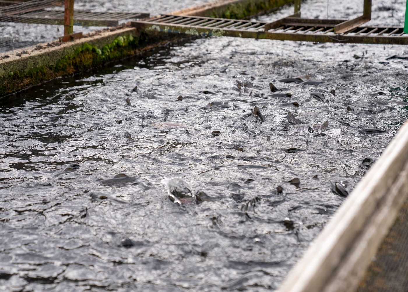 Land-based fish farm with flow-through raceways